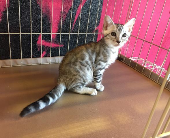 ベンガル