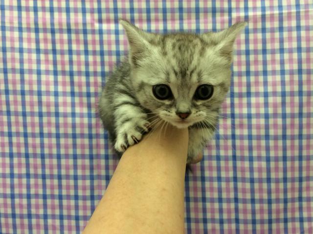 ミヌエット（旧ナポレオン）