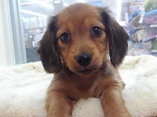 ミニチュアダックスフンド