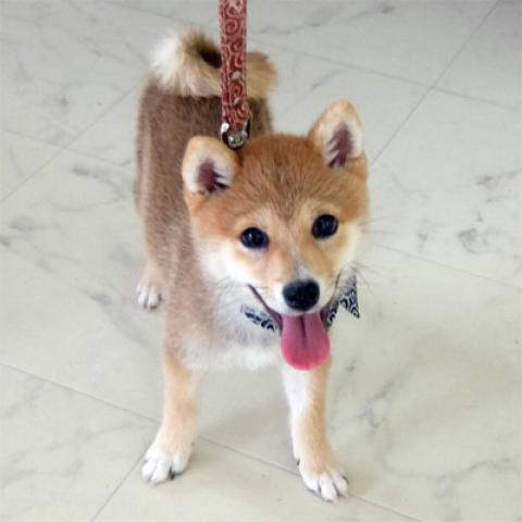 豆柴