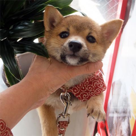 豆柴