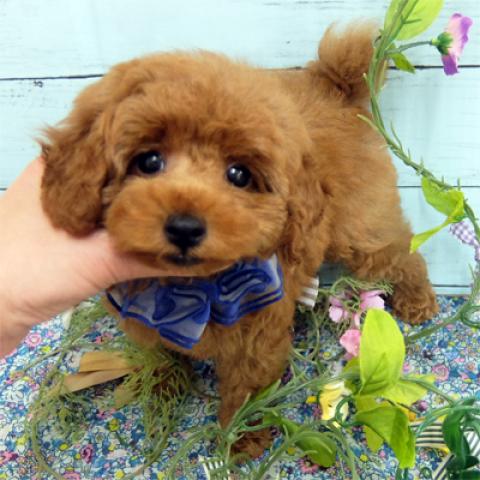 トイプードル