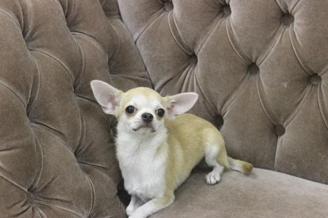 チワワ（スムースコート）