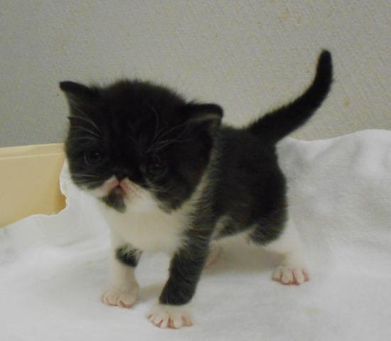 エキゾチックショートヘアー