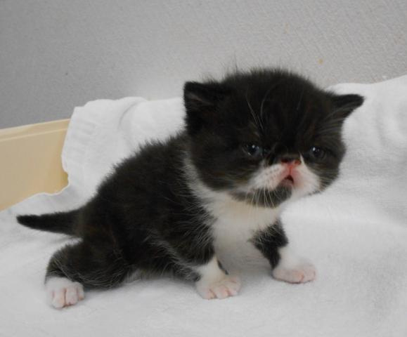 エキゾチックショートヘアー