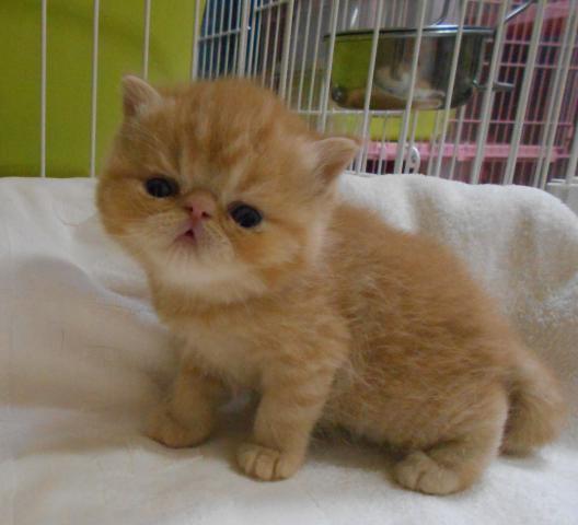 エキゾチックショートヘアー