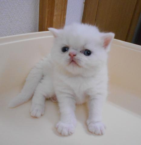 エキゾチックショートヘアー