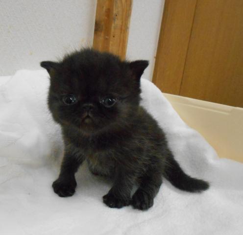 エキゾチックショートヘアー