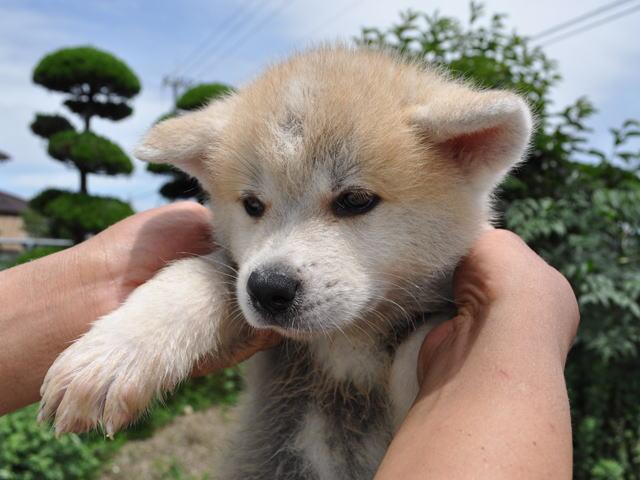 秋田犬