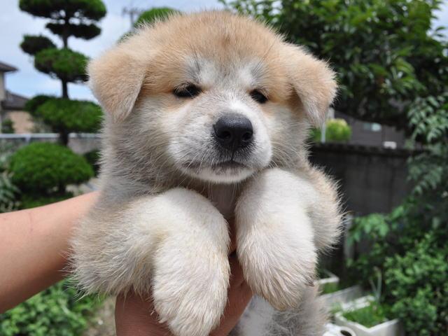秋田犬
