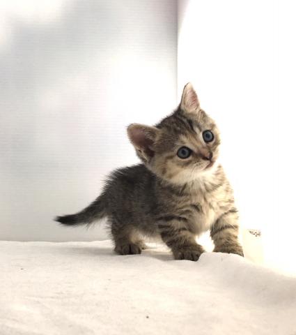 マンチカン(短足)