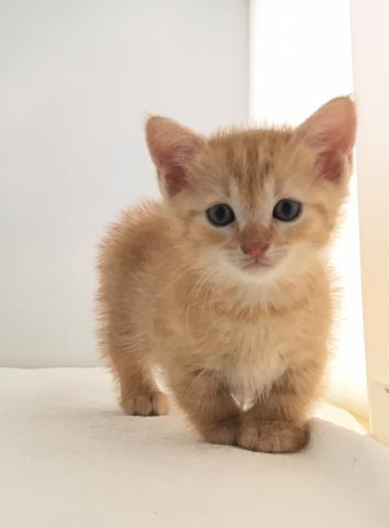 マンチカン(短足)