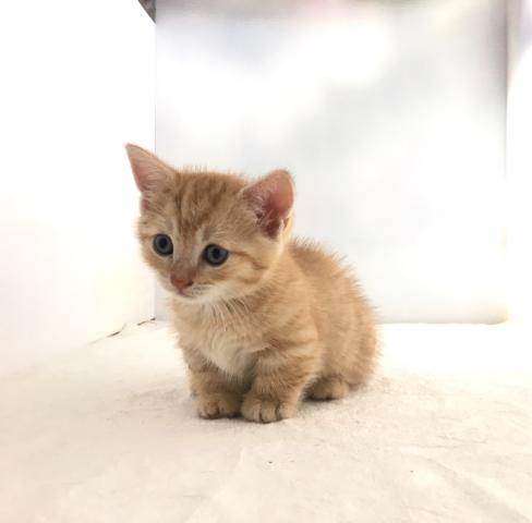 マンチカン(短足)