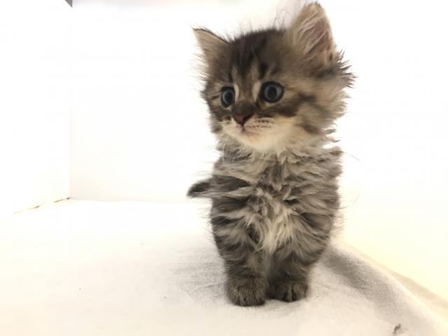 マンチカン(短足)