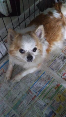 チワワ（ロングコート）