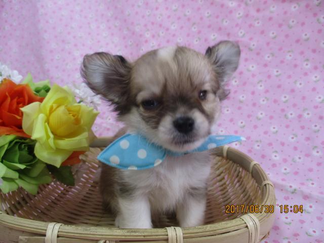 チワワ（ロングコート）