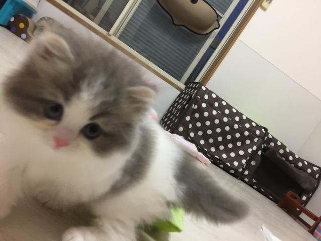 ミヌエット(旧ナポレオン)