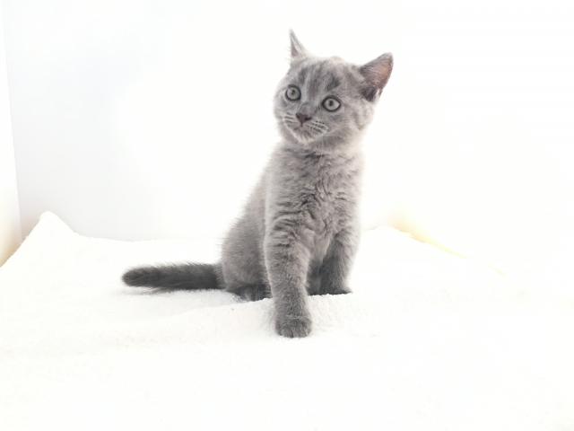 シャルトリュー