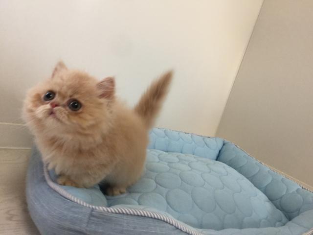 ミヌエット(旧ナポレオン)