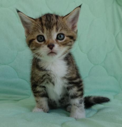 アメリカンショートヘアー