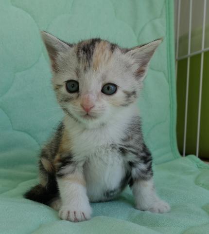 アメリカンショートヘアー