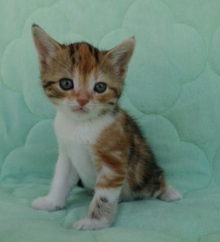 アメリカンショートヘアー