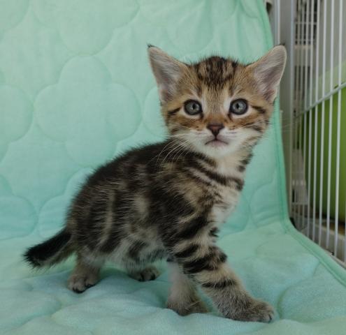 アメリカンショートヘアー