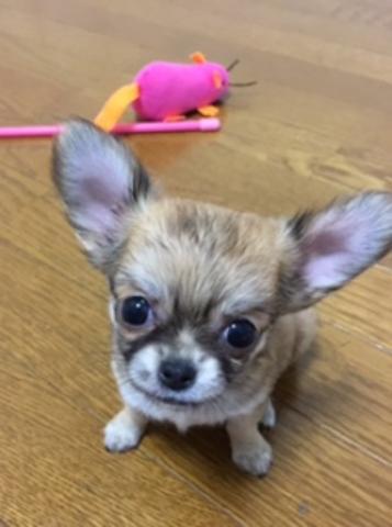 チワワ（ロングコート）