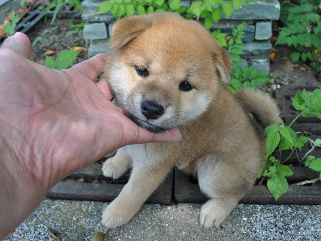 柴犬
