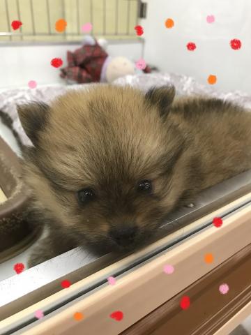 ポメラニアン