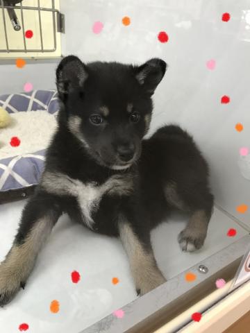 柴犬