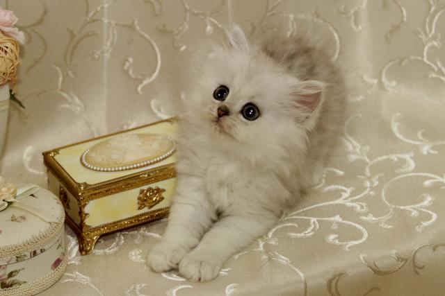 ペルシャ・ヒマラヤン