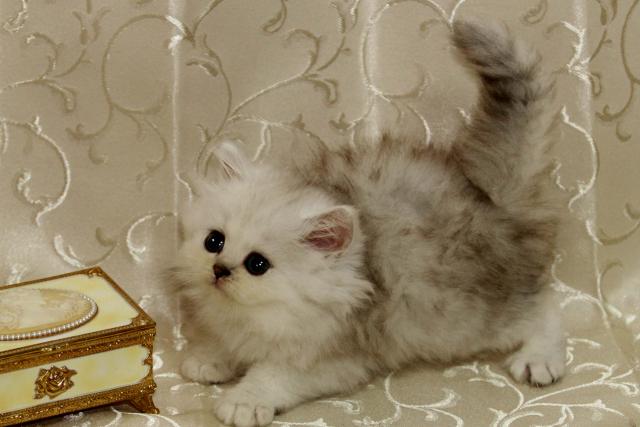 ペルシャ・ヒマラヤン