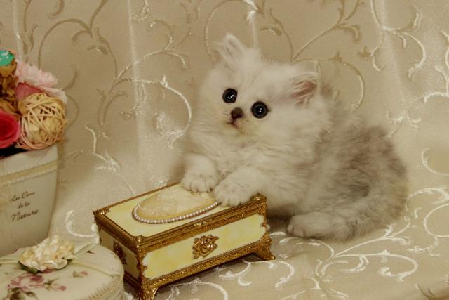 ペルシャ・ヒマラヤン