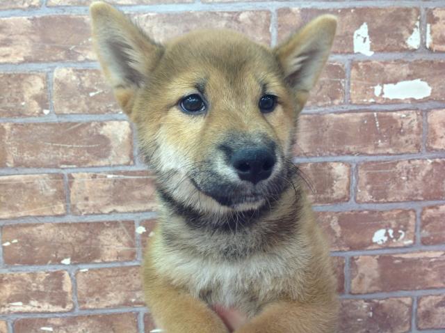 柴犬
