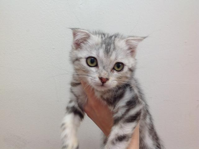 スコティッシュフォールド