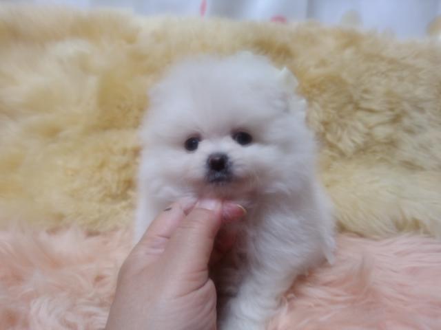 ポメラニアン