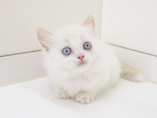 マンチカン