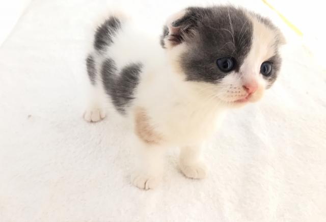 スコティッシュフォールド(折耳・短毛)