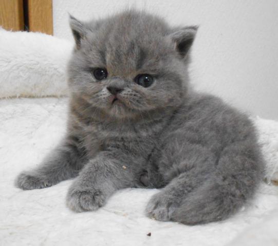 エキゾチックショートヘアー