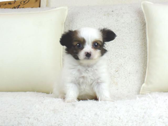 パピヨン