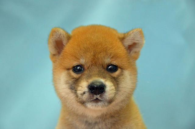 柴犬