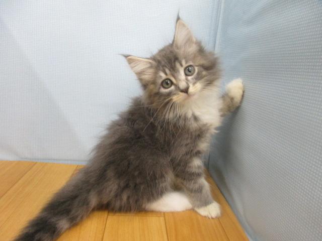 ノルウェージャンフォレストキャット