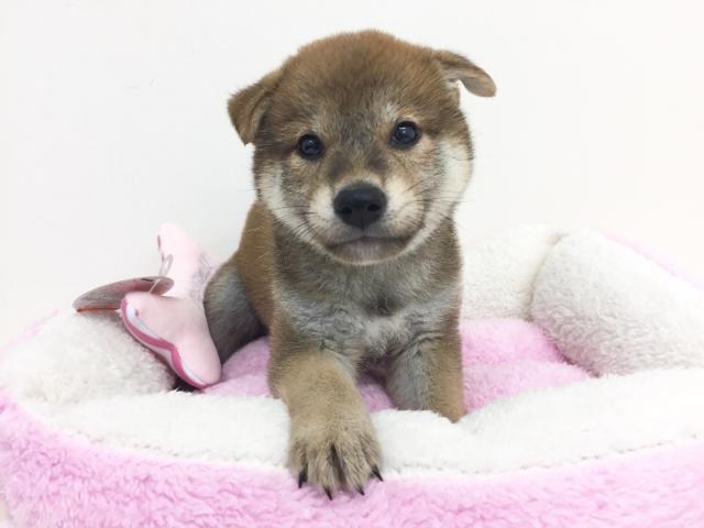 柴犬