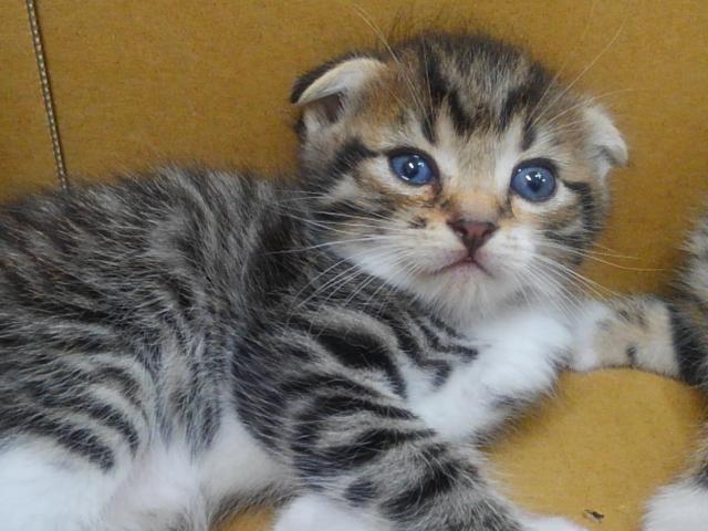 スコティッシュフォールド