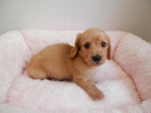 ミニチュアダックスフンド
