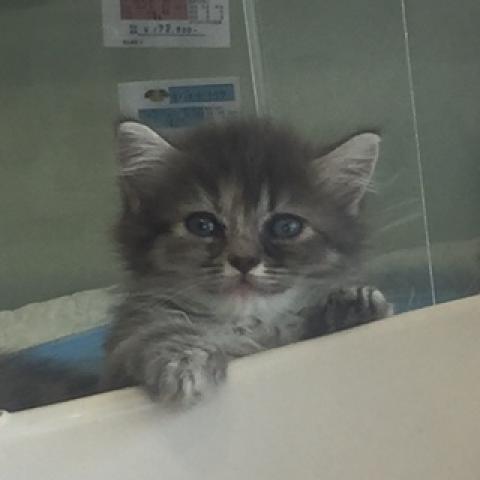 マンチカン