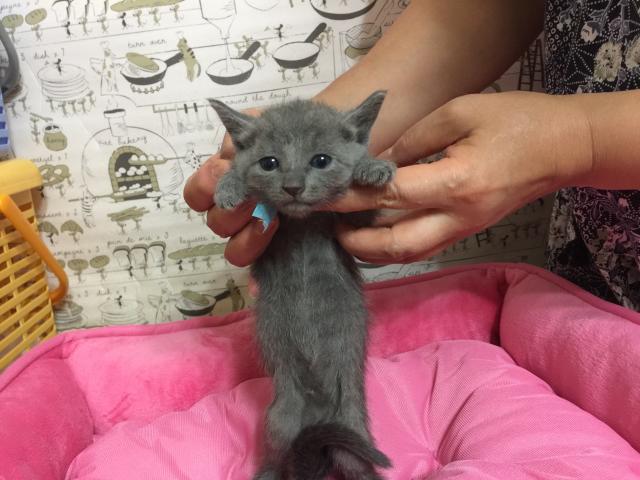 ロシアンブルー