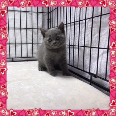 ブリティッシュショートヘア