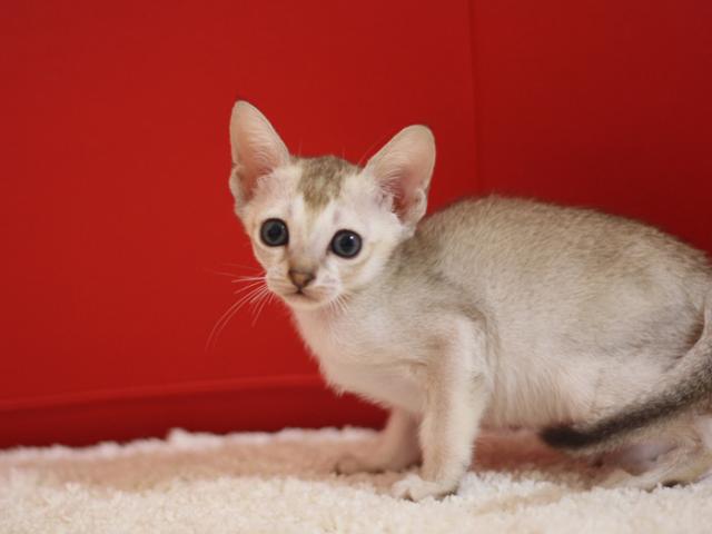 シンガプーラ